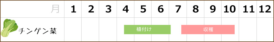 チンゲン菜,栽培カレンダー